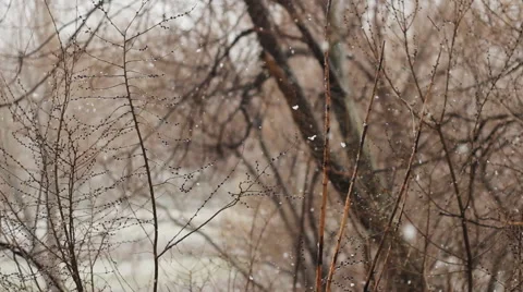 Snow Falling On Background Of Tree Stock Footage 49305233