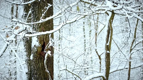 Snow falling on background of tree in forest Stock Footage 70723523