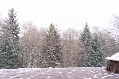 Snow is falling on the background of trees. Stock Photos