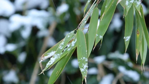 Snow falling on bamboo branch Video stock 85505664