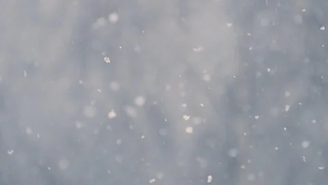 Snow falling with a bare tree in the background Stock Footage