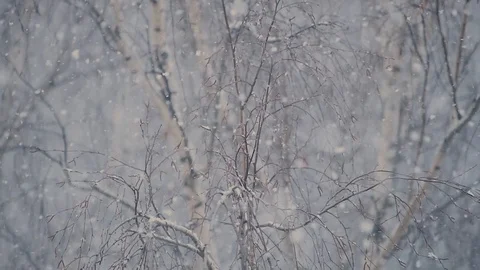 Snow falling with a bare tree in the background Stock Footage 125863734