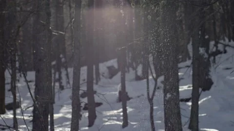 Snow falling from bare tree. Backlight. Winter season. Super slow motion 4K Stock Footage 235033275