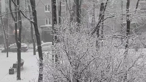 Snow falling on bare trees in a residential courtyard Stock Footage 296334990
