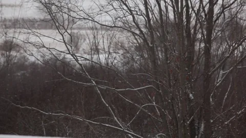 Snow Falling on Barren Tree Branches Stock Footage 71151315