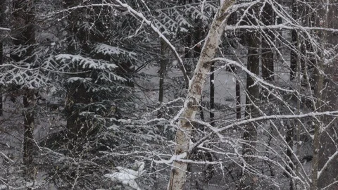 Snow falling in the Bavarian Forest 库存影片 127606409