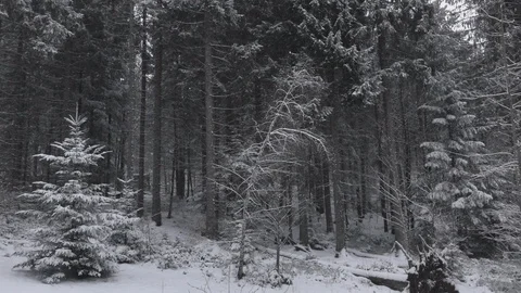Snow falling in the Bavarian Forest Stock Footage 127607826