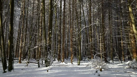 Snow falling in Bavarian forest with sun on tree trunks in Koenigssee Stock Footage 121009209