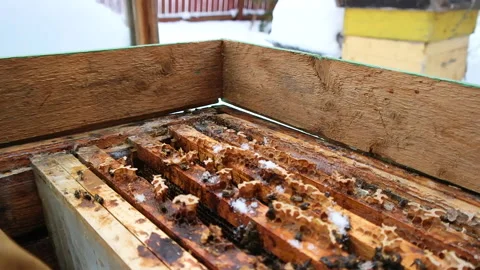 Snow falling in beehive Video stock 141705671