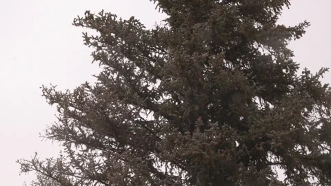 Snow falling below an icy pine tree in the Rocky Mountains Stock Footage 339880125