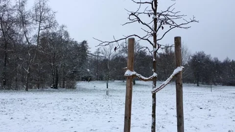Snow Falling in Berlin Public Park Hasenheide on a cold winter day Stock Footage 166789341