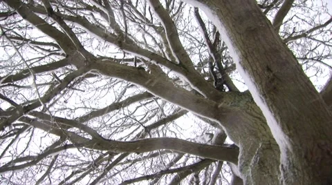 Snow falling between the branches Stock Footage 3942645