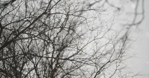 Snow Falling Between Branches With Shallow Depth of Field Stock Footage 86339912