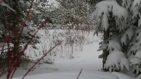 Snow falling between trees with blurred foreground plant Stock Footage 77281042