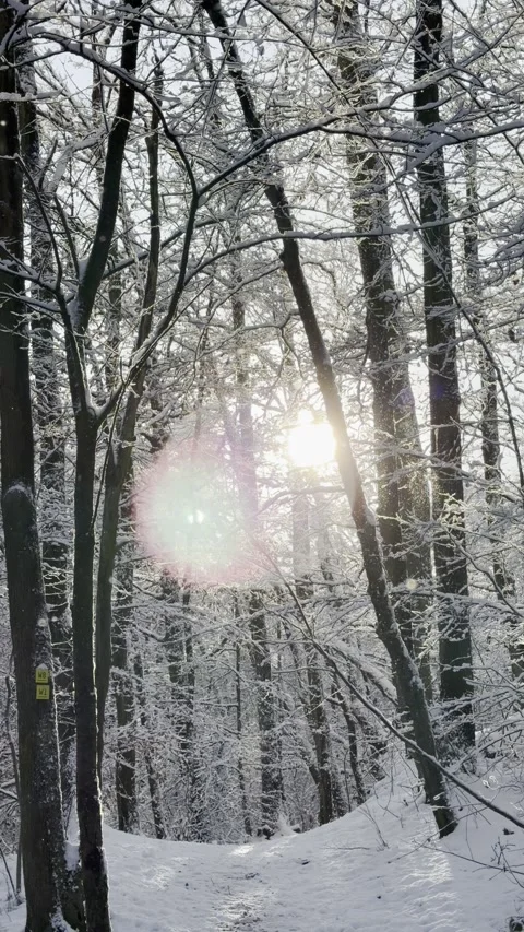 Snow Falling between Trees Vídeos de archivo 325741842