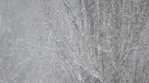 Snow falling on big leafless tree background Stock Footage 44269996