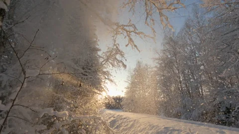 Snow falling from birch tree branches in a winter forest Stock Footage 147967570
