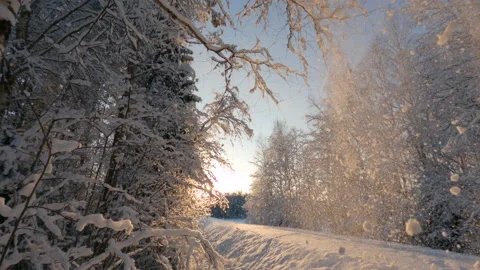 Snow falling from birch tree branches in a winter forest Stock Footage 147977388