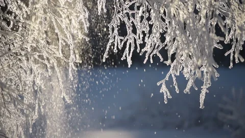 Snow falling from birch tree branches. Cold and sunny winter day. Stock Footage 148397551