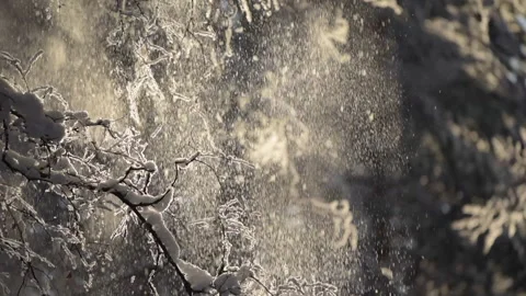 Snow falling from birch tree branches, defocused bokeh background. Stock Footage 148506695