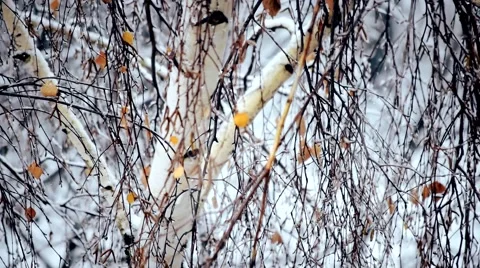 Snow falling on birch tree with a few leaves Stock Footage 68007359
