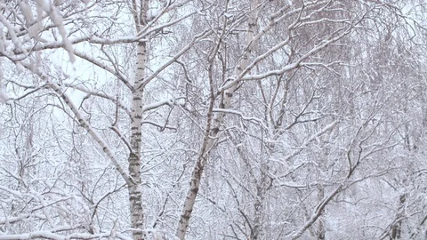 Snow falling at the birch trees Stock Footage 123003461