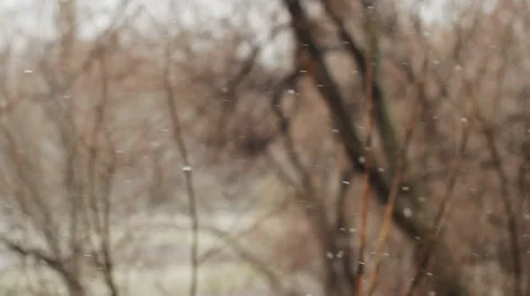 Snow Falling On Blurred Background Of Tree Vídeo Stock 49304212