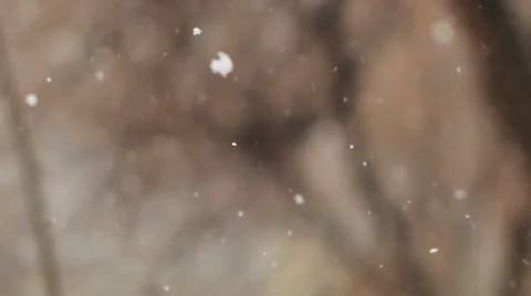 Snow Falling On Blurred Background Of Tree Stock Footage 49305006
