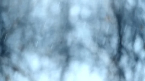 Snow falling on blurry background with trees Stock Footage 71312721