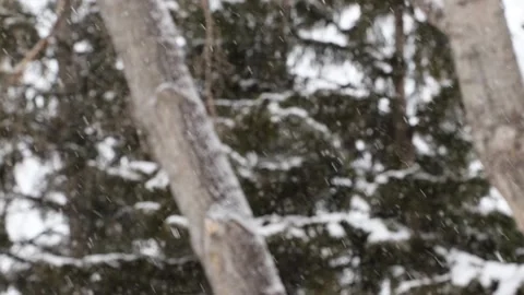 Snow falling with bokeh forest background. Stock Footage 220787830