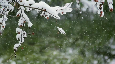 Snow Falling On Branch with Berries Stock-Footage 35825420