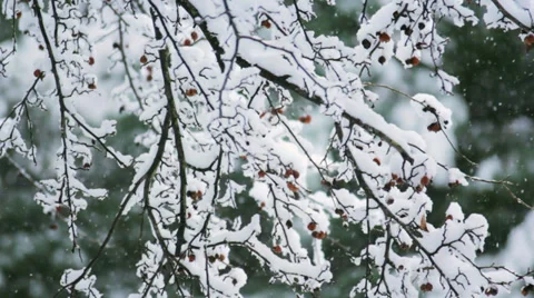 Snow Falling On Branch with Berries Pan Stock Footage 35826026
