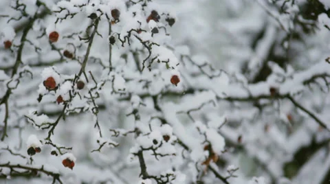 Snow Falling On Branch with Berries Rack Focus Stock Footage 35825382