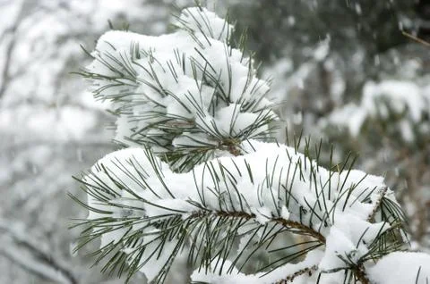 Snow falling on branch of pine tree. 写真素材