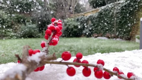 Snow falling on branch with red berries TIMELAPSE 25FPS Vídeo Stock 231172741