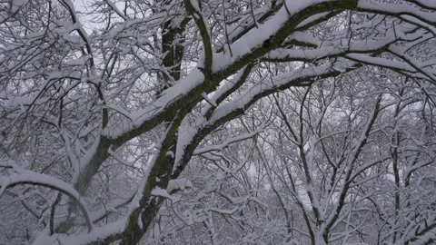 Snow falling off branches after heavy snowfall Stock Footage 146211898