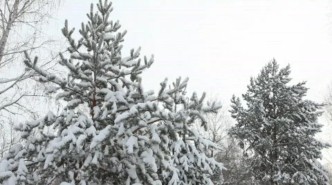 Snow falling from the branches Video stock 595452