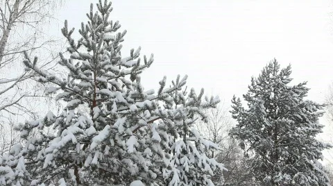 Snow falling from the branches Video stock 595600