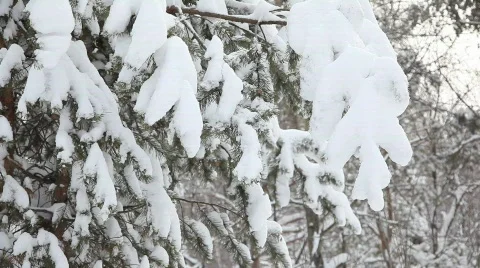 Snow falling from the branches Video stock 595661