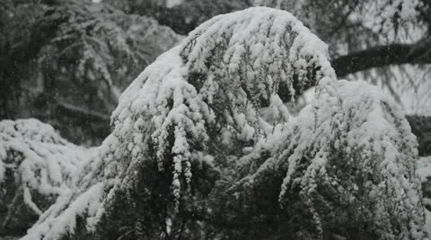 Snow falling on branches. Stock Footage 21994577