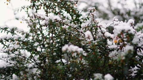 Snow Falling on branches Stock Footage 101979828