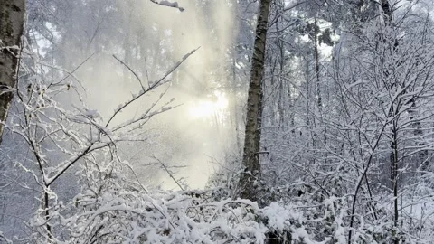 Snow Falling from branches Vídeos de archivo 325741881