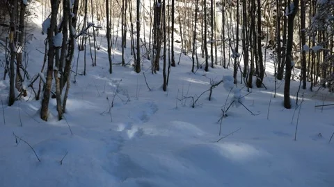 Snow falling from the branches. 스톡 동영상 331659015