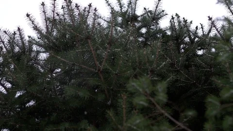 Snow falling on branches of pine trees Stock Footage 77814896