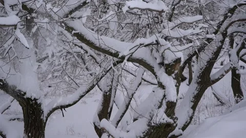 Snow falling off branches in slow motion Stock Footage 146211897