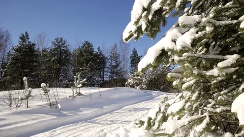 Snow falling from branches of tree Stock Footage 120258637