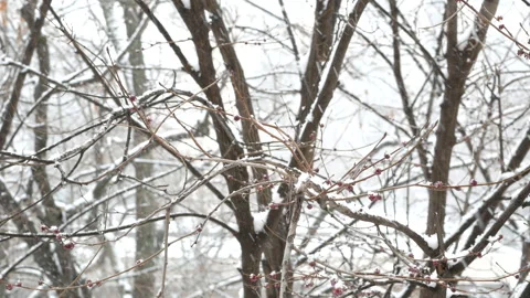 Snow falling on the branches of a tree in winter season Stock Footage 302190320