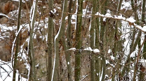 Snow is falling on the branches of the trees. Stock Footage 59574792