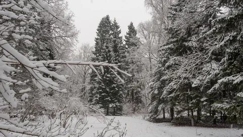 Snow falling at the branches of the trees Stock Footage 122918362