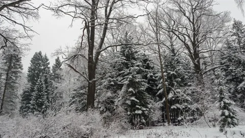 Snow falling at the branches of the trees Stock Footage 170475151